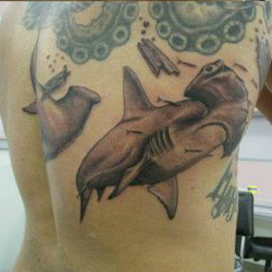 Tattoo of sharks