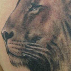 Tattoo of lion