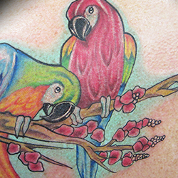 Tattoo of parrots